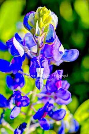29flower18.jpg
