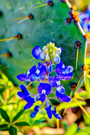 31flower18.jpg