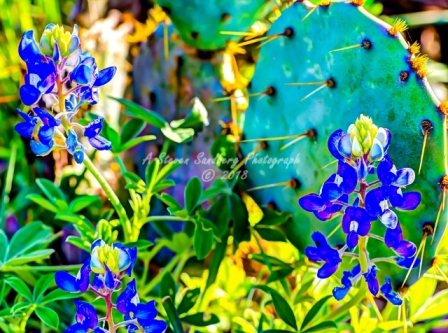 33flower18.jpg