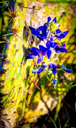 36flower18.jpg