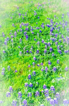 43flower18.jpg