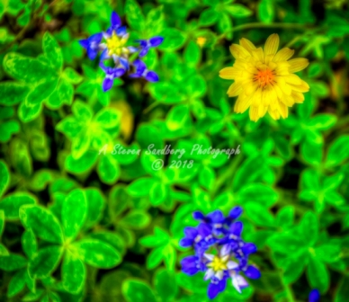 44flower18.jpg