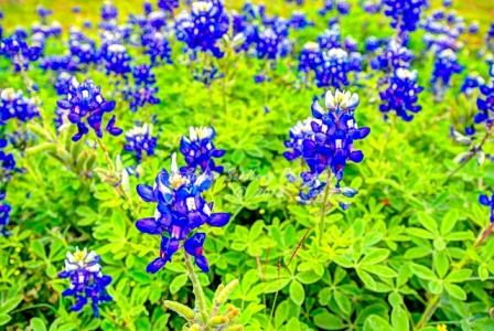45flower18.jpg