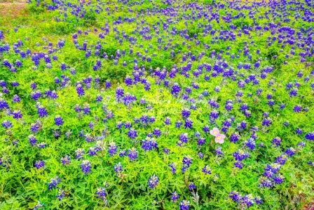 47flower18.jpg