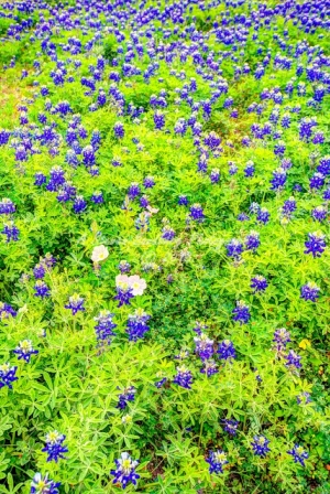 48flower18.jpg