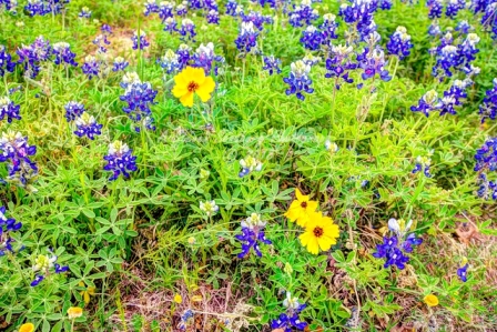 49flower18.jpg