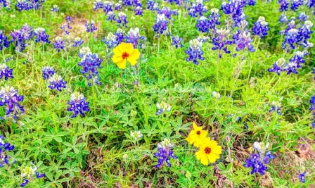 50flower18.jpg