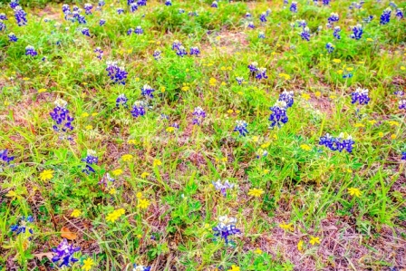 51flower18.jpg