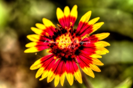53flower18.jpg