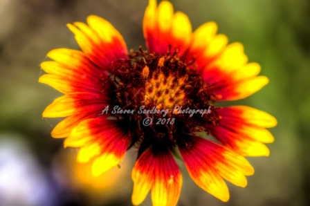 55flower18.jpg