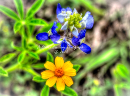 56flower18.jpg