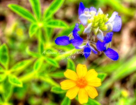 57flower18.jpg