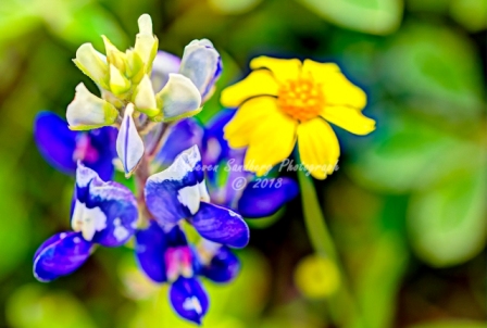 58flower18.jpg