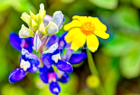 59flower18.jpg