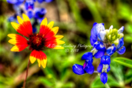 60flower18.jpg