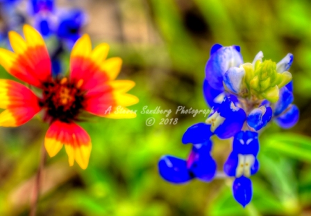61flower18.jpg