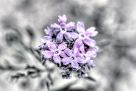 63flower18.jpg