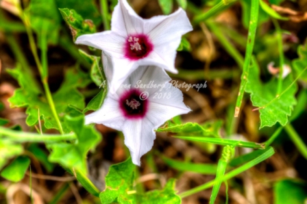 64flower18.jpg