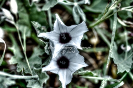 65flower18.jpg