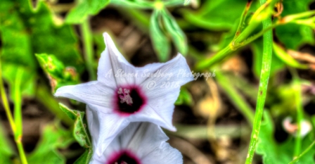 66flower18.jpg