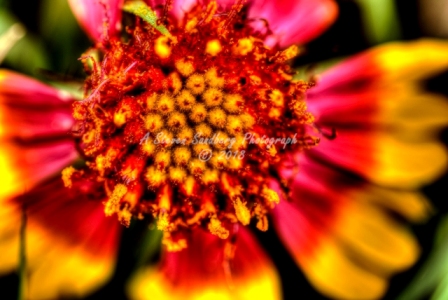 67flower18.jpg