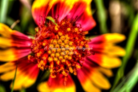 68flower18.jpg