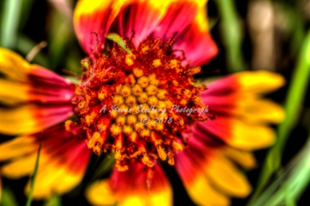 69flower18.jpg