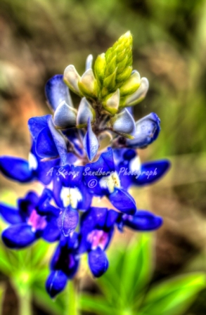 70flower18.jpg