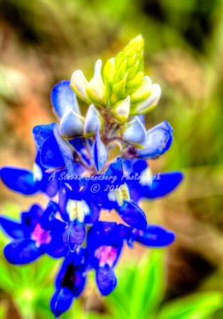 71flower18.jpg