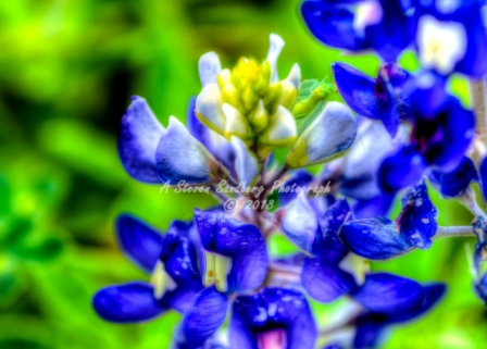 72flower18.jpg