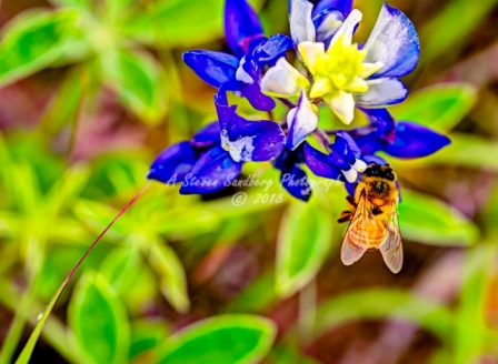 73flower18.jpg