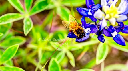 75flower18.jpg