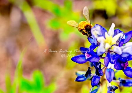 76flower18.jpg