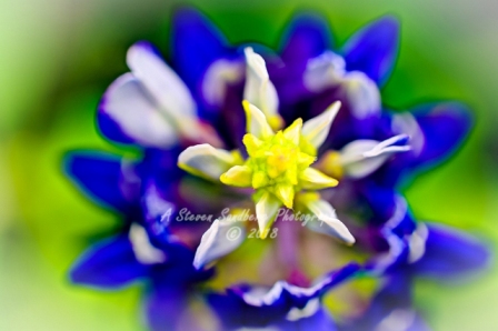 77flower18.jpg