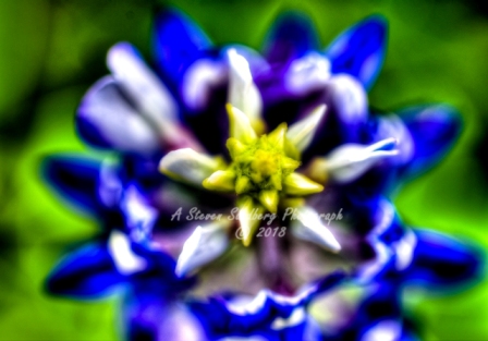 78flower18.jpg