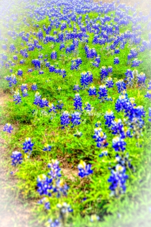 81flower18.jpg