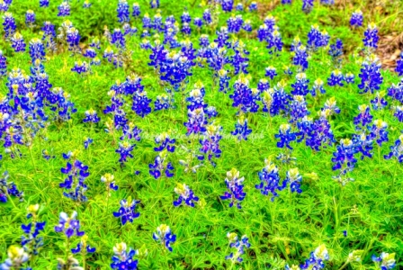 82flower18.jpg