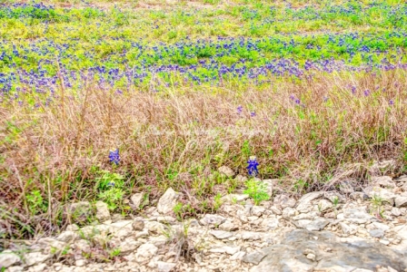 83flower18.jpg
