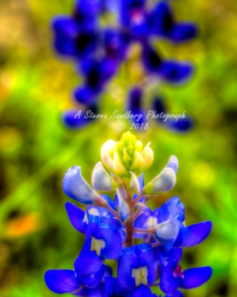 85flower18.jpg