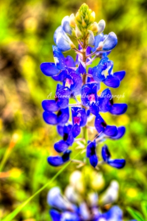 86flower18.jpg