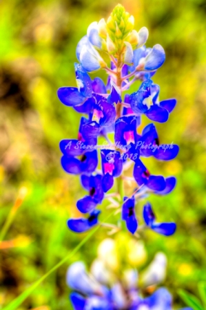 87flower18.jpg