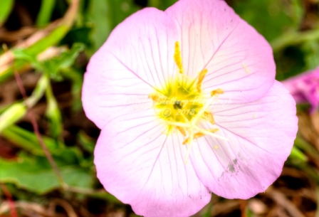 88flower18.jpg
