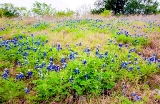11flower18.jpg