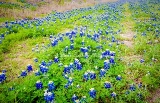 12flower18.jpg