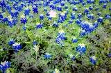 13flower18.jpg