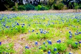 14flower18.jpg