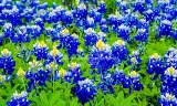16flower18.jpg