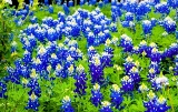 20flower18.jpg