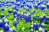 21flower18.jpg