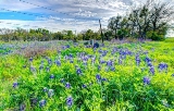 22flower18.jpg